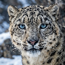 Original Blurry Leopard